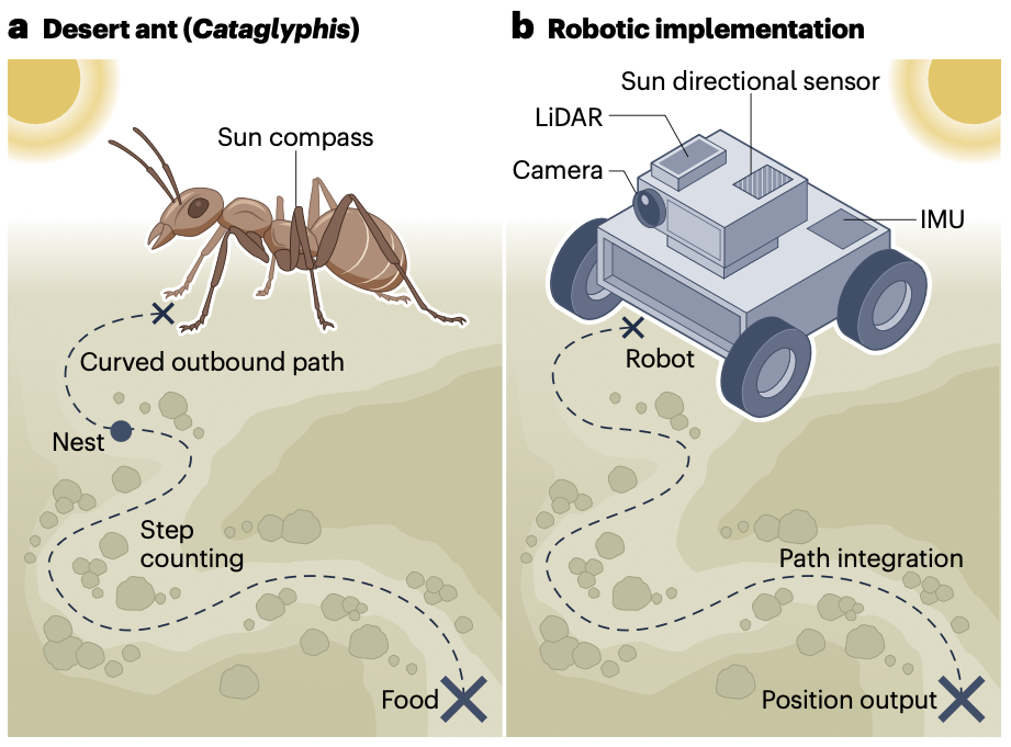 Figure from bio-inspired navigation systems paper